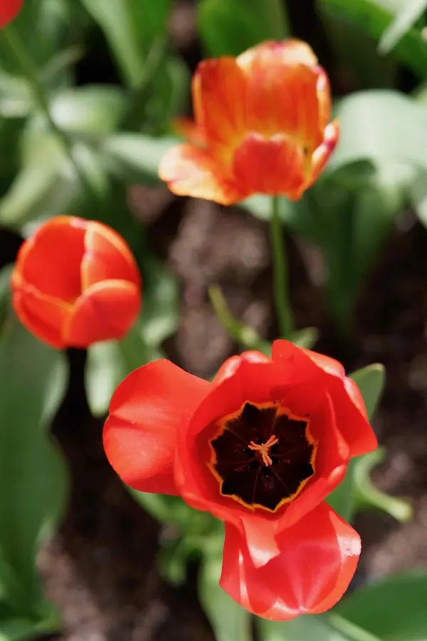 Tulip Top Gardens (86)